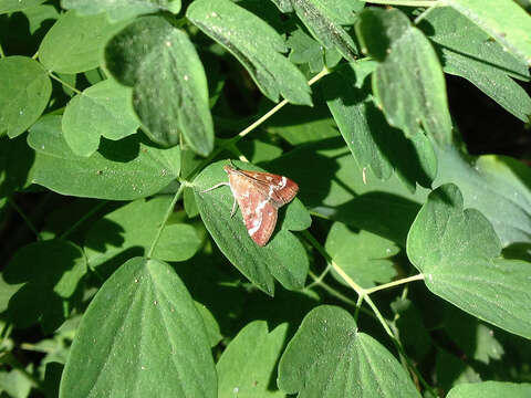 Image of Pyrausta nicalis Grote 1878