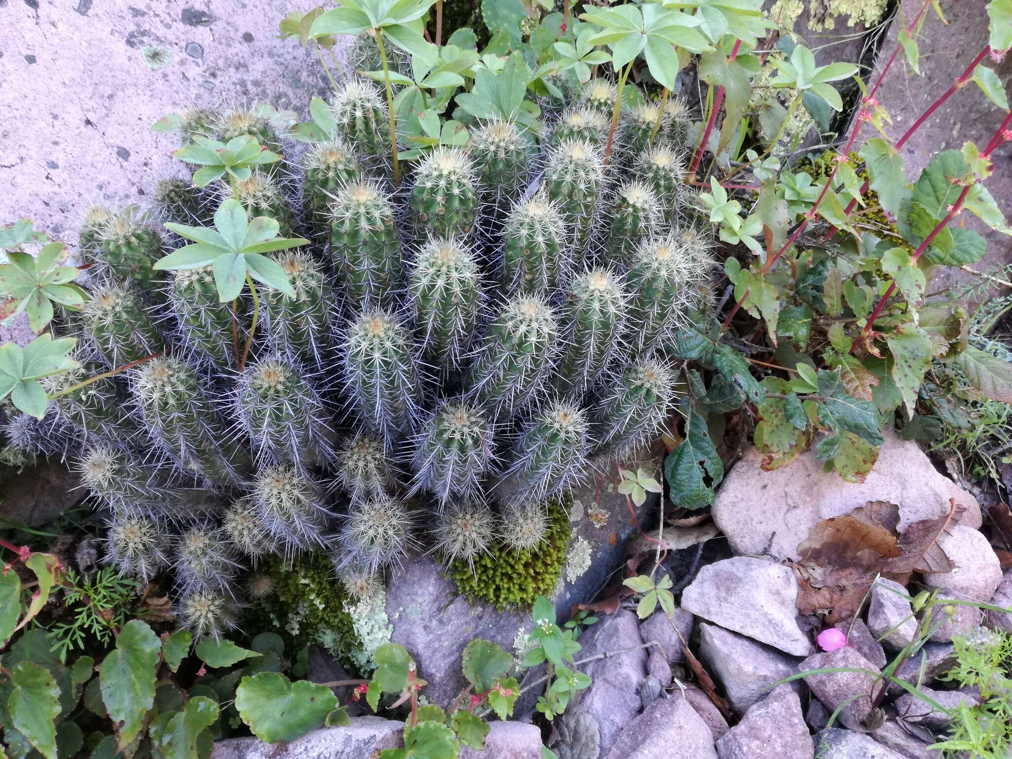 Image of Echinocereus salm-dyckianus Scheer