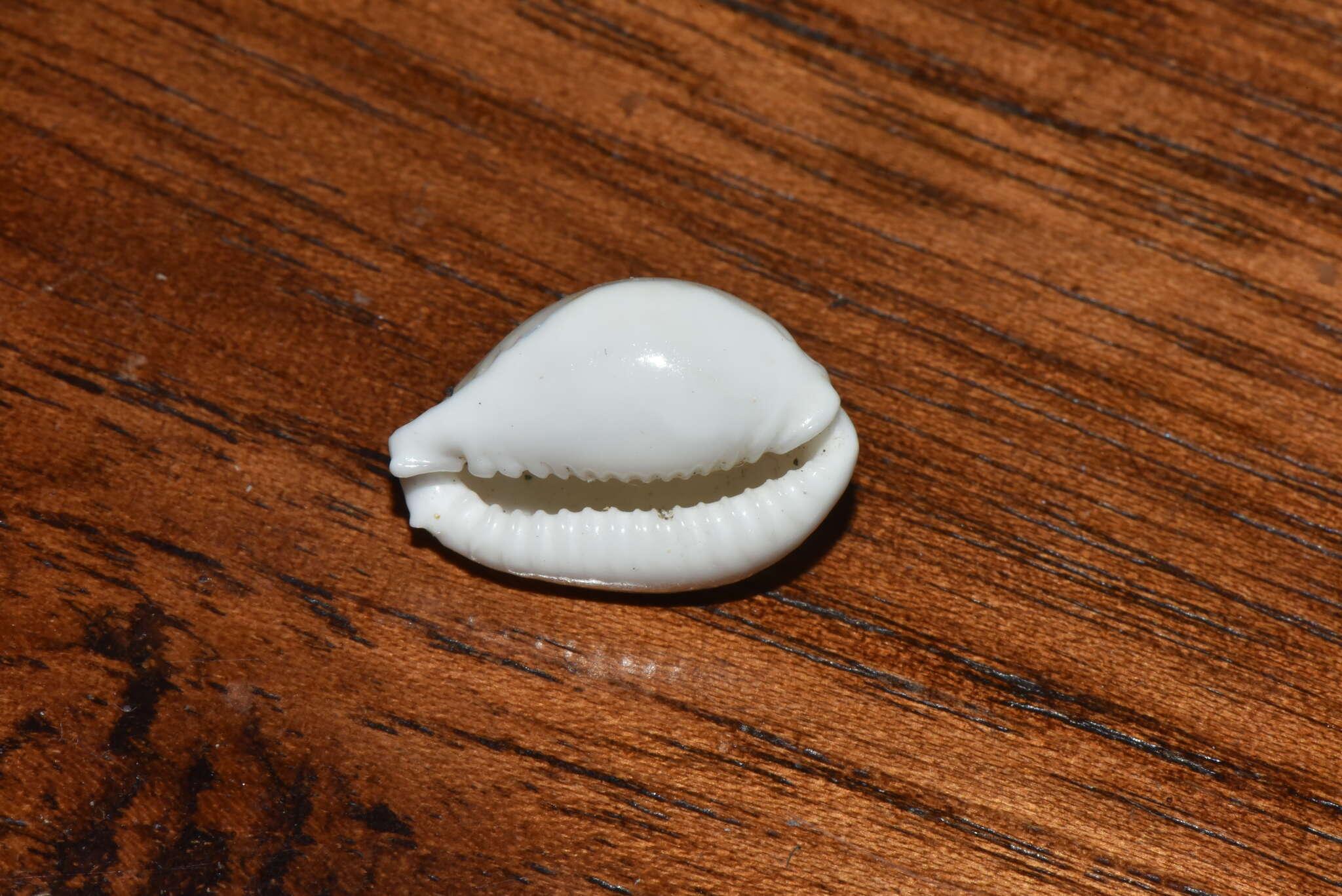 Image of separated cowry (from spurca and gangranosa)