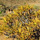 Image of Maiden's Quiver Tree Aloe