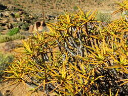 Image of Maiden's Quiver Tree Aloe