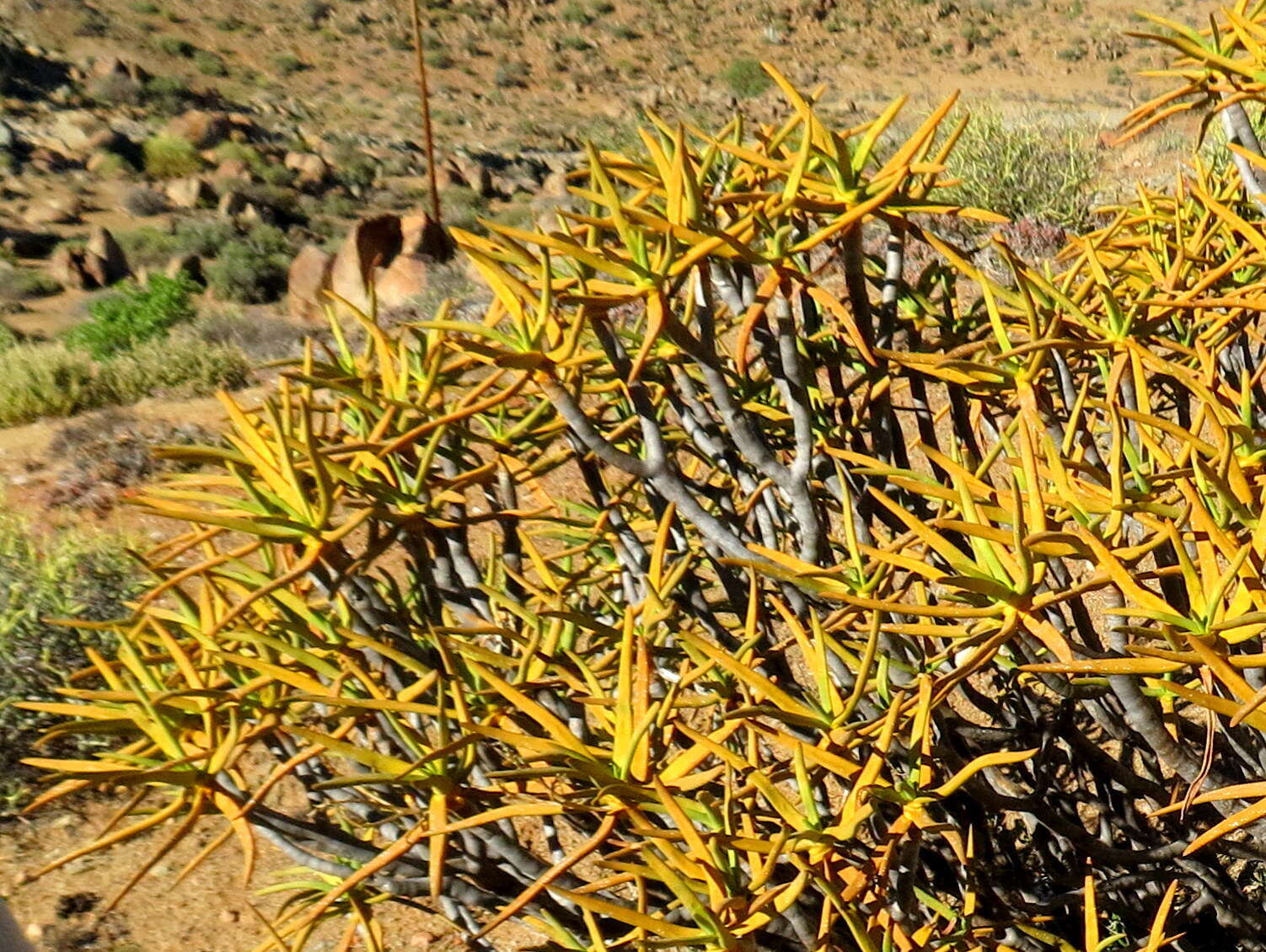 Sivun Aloidendron ramosissimum (Pillans) Klopper & Gideon F. Sm. kuva