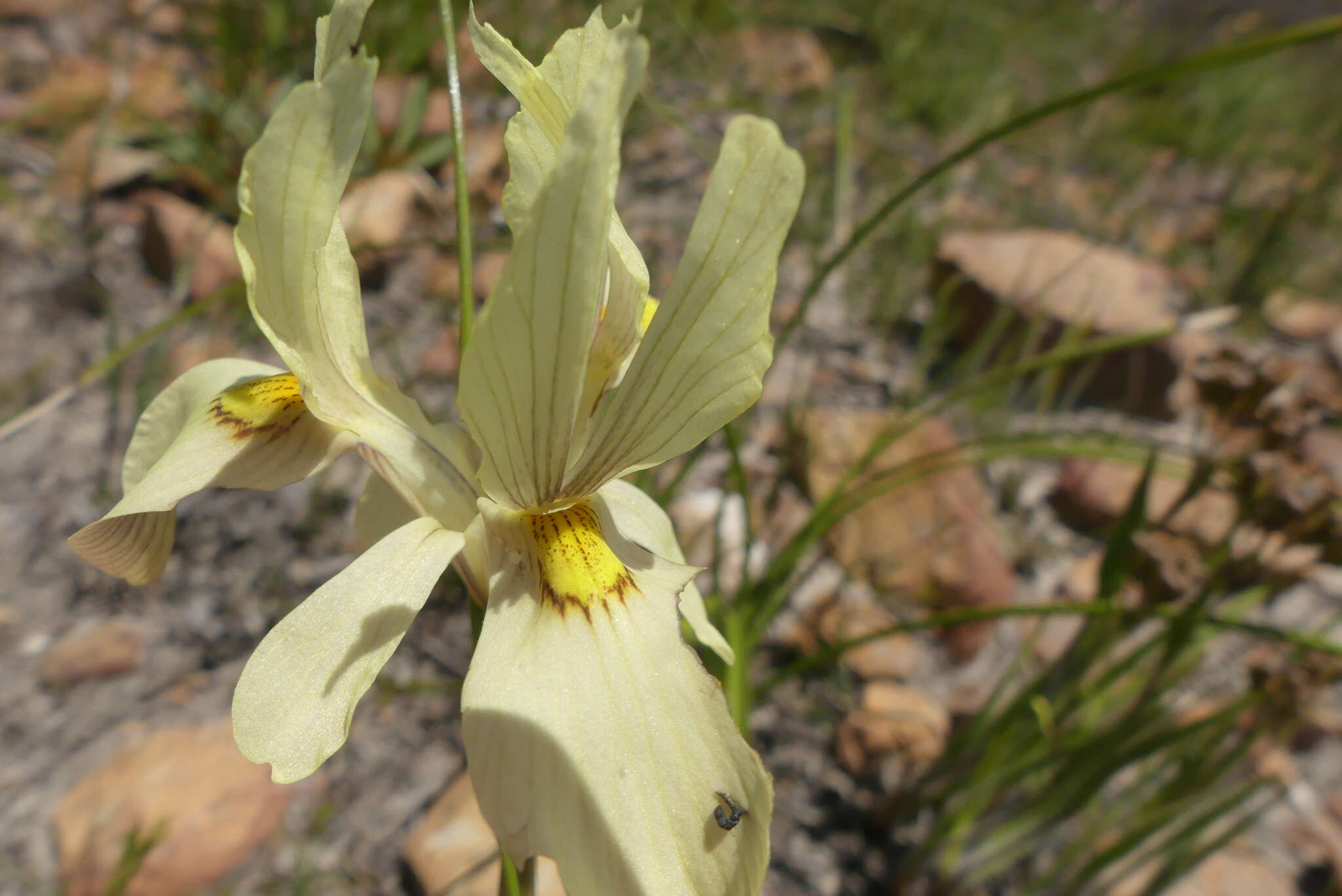 Image of Moraea angusta (Thunb.) Ker Gawl.