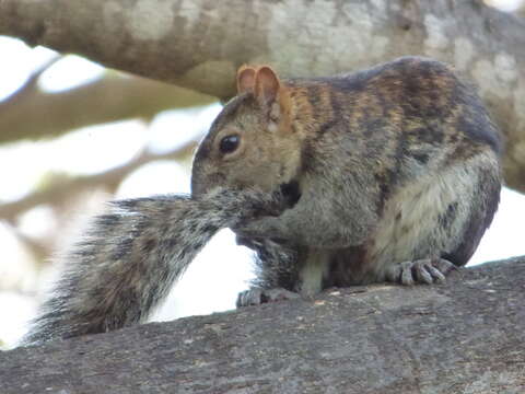 Image of Collie's Squirrel