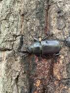 Image de Lucanus cervus cervus