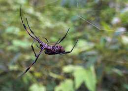 Imagem de Nephila comorana Strand 1916