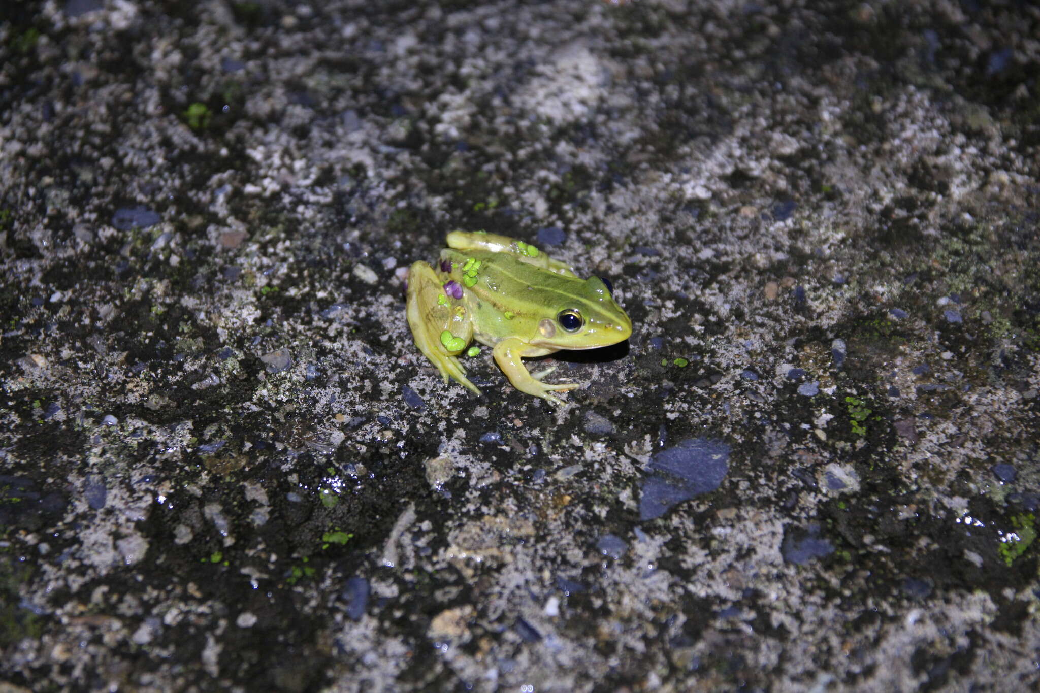 Plancia ëd Pelophylax fukienensis (Pope 1929)