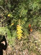 Image of Persoonia pinifolia R. Br.