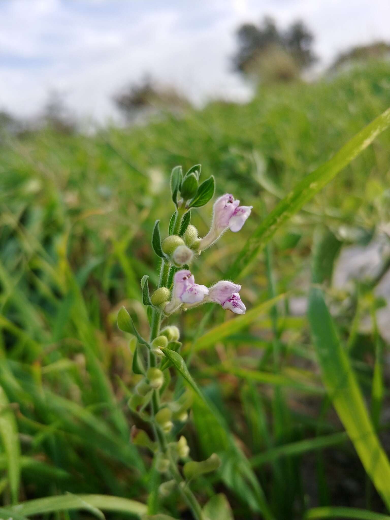 Image de Scutellaria brevibracteata Stapf