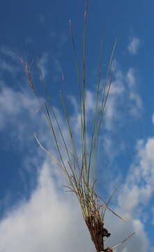 Plancia ëd Eragrostis capensis (Thunb.) Trin.