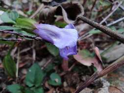 صورة Torenia asiatica L.