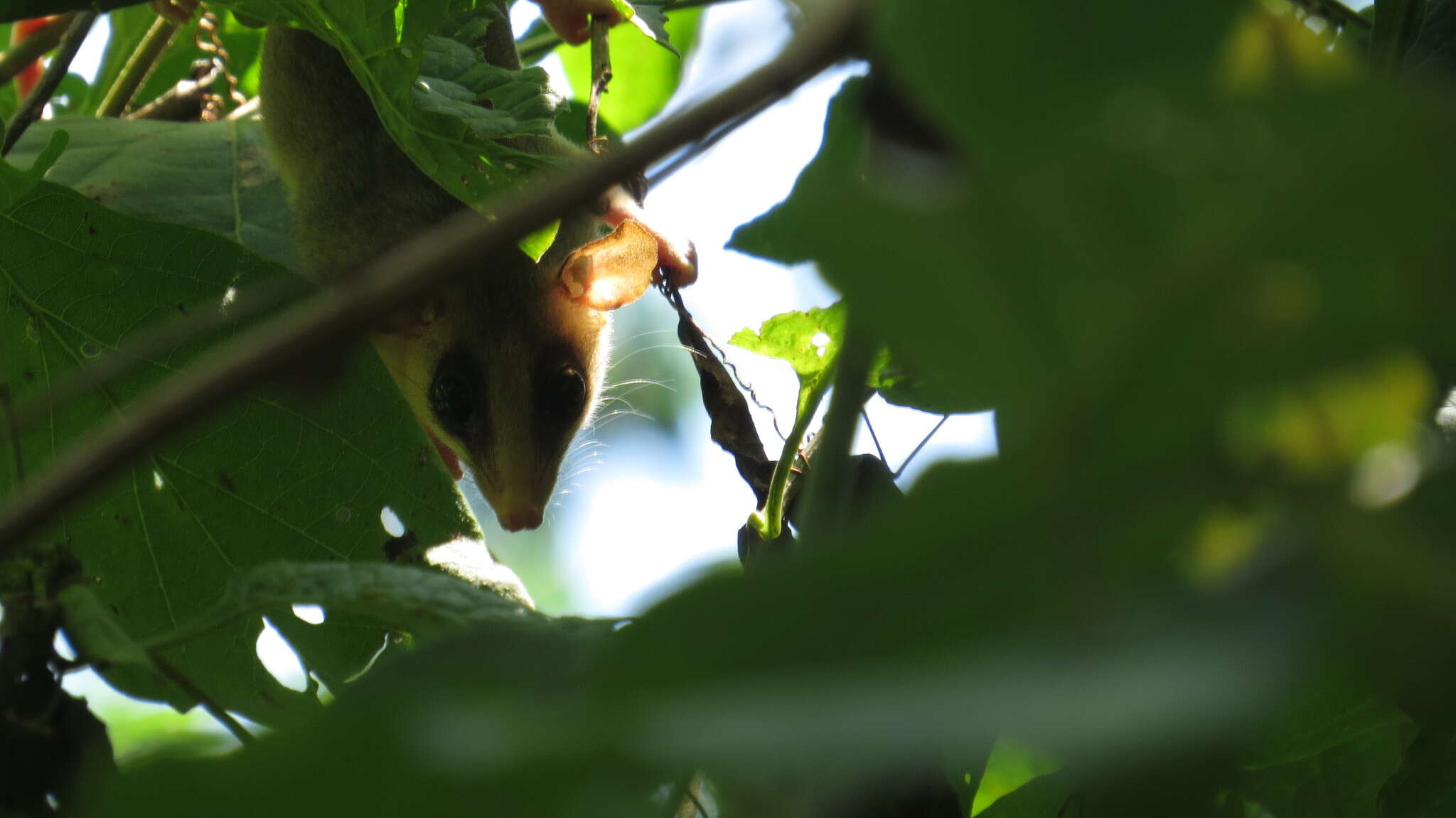 Image of Mexican Mouse Opossum