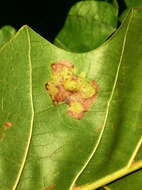 Image of Oak Blotch Miner