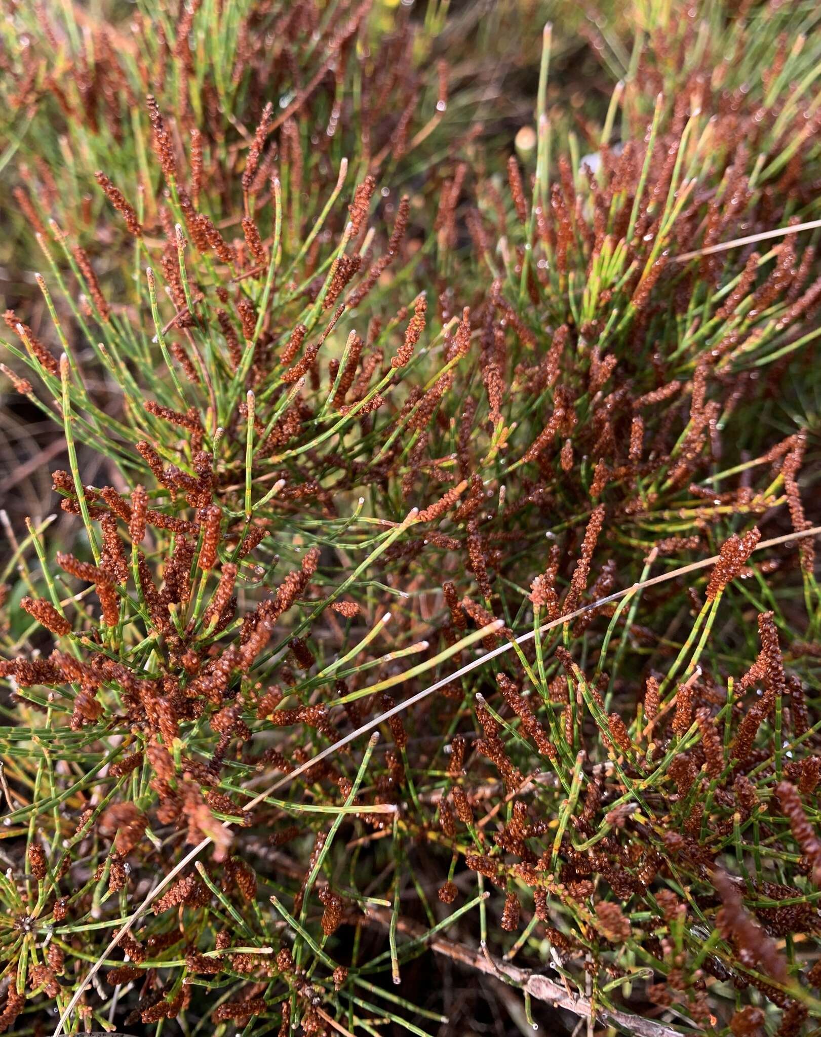 Image of Allocasuarina misera L. A. S. Johnson