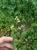 Image of Galium platygalium (Maxim.) Pobed.