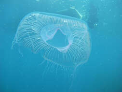 Image of crystal jelly