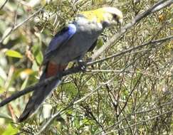 Image of Pale-headed Rosella