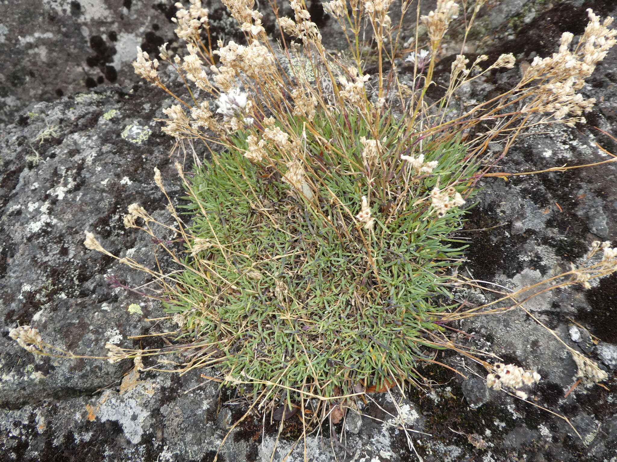 Plancia ëd Gypsophila uralensis Less.