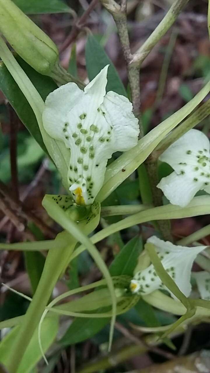 Image of Warty Brassia