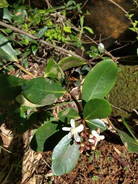 Image of Clusia criuva Cambess.