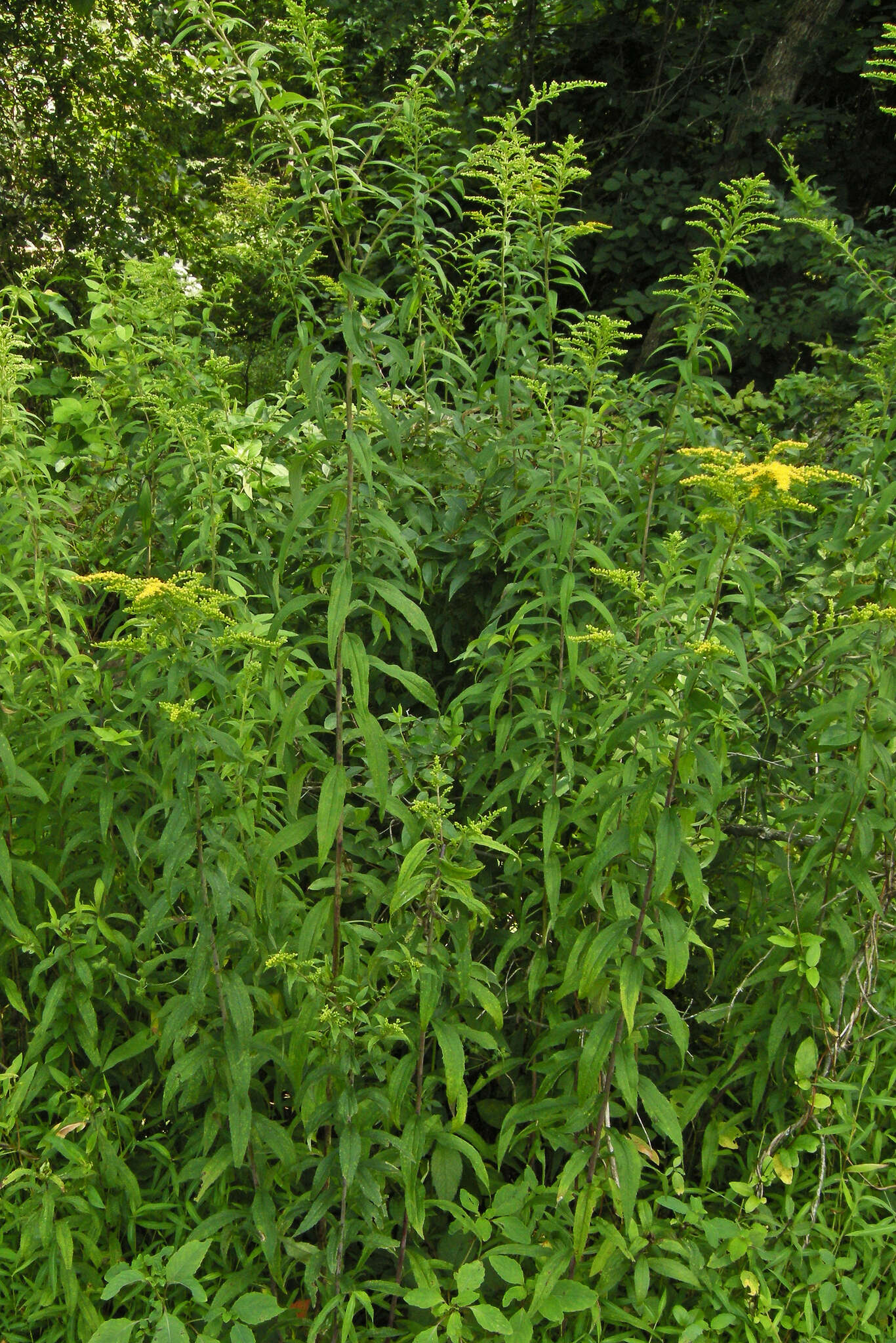 Image of giant goldenrod