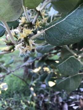 صورة Piptocarpha rotundifolia (Less.) Baker