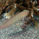 Image of Crosshatch goby