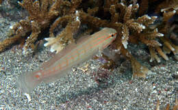 Image of Crosshatch goby