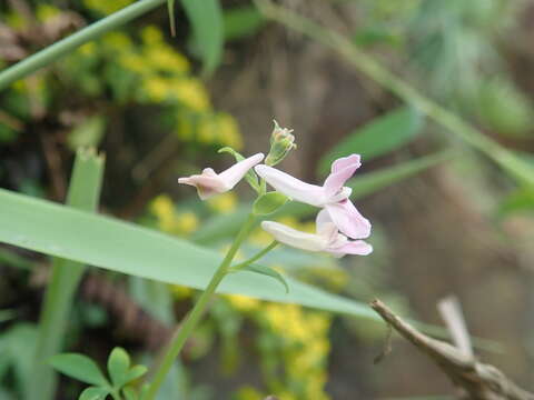 Image of Corydalis decumbens (Thunb.) Pers.