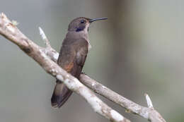 Image of Brown Violet-ear