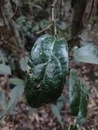 صورة Aristolochia praevenosa F. Müll.