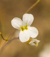 Plancia ëd Arabidopsis lyrata (L.) O'Kane & Al-Shehbaz