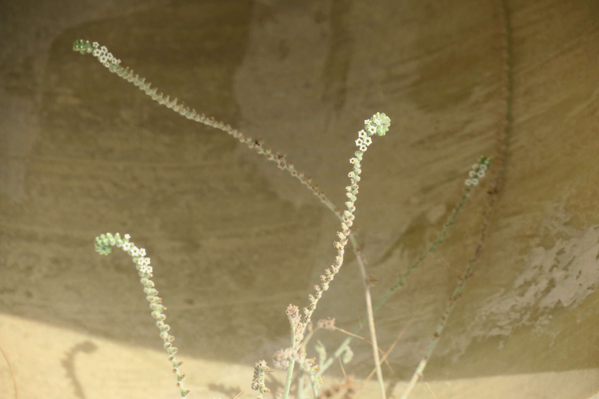 Image of Echiochilon persicum (Burm. fil.) I. M. Johnst.