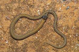 Image of Black-headed Scaly Foot