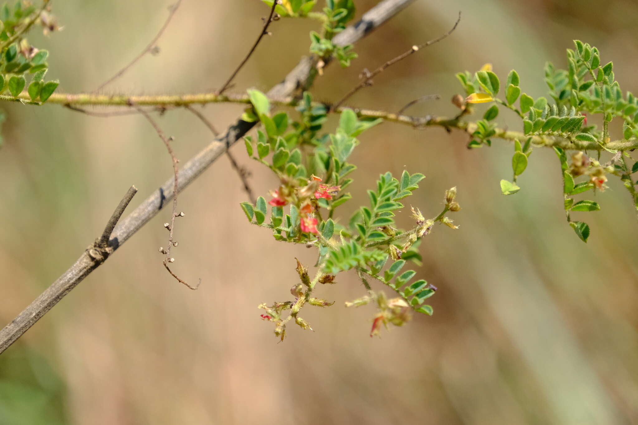 Plancia ëd Indigofera colutea (Burm. fil.) Merr.