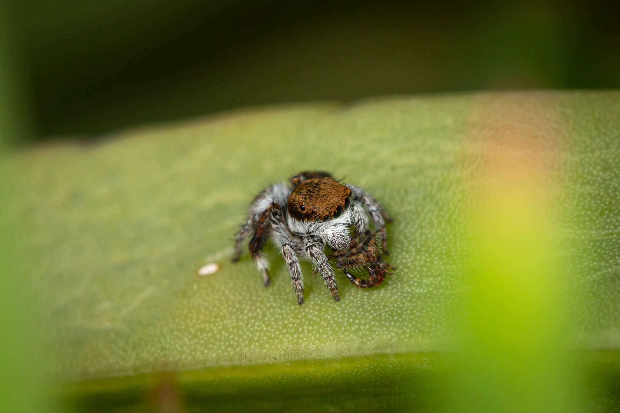 Image of Maratus albus Otto & Hill 2016