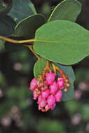 Sivun Arctostaphylos manzanita subsp. wieslanderi P. V. Wells kuva