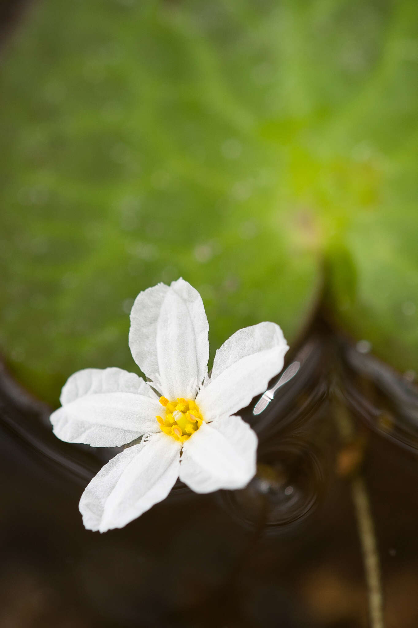 Слика од Nymphoides aquatica (J. F. Gmel.) Kuntze