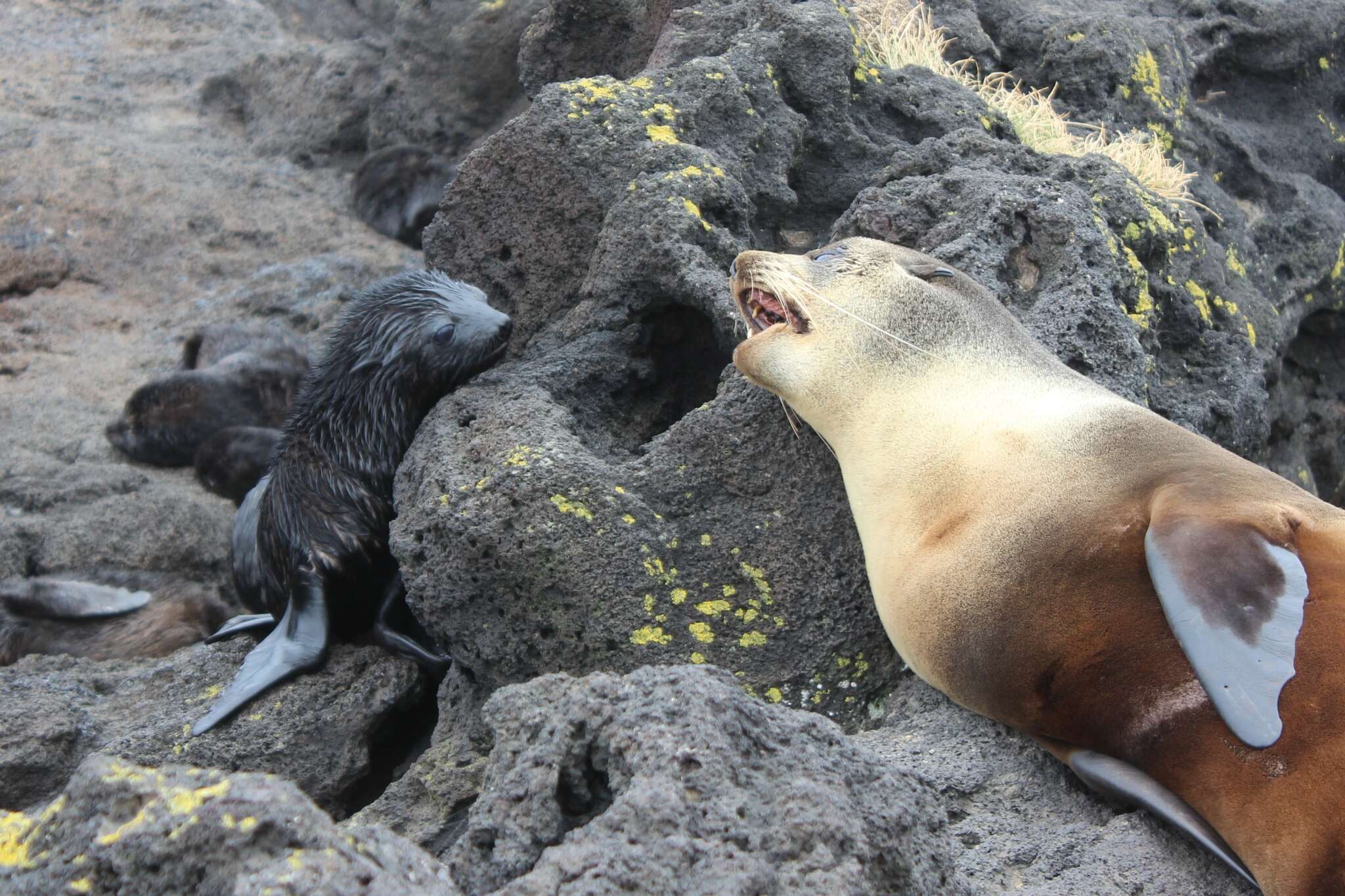 Image of Amsterdam Island Fur Seal