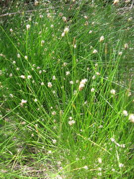 Image of Sand Spike-Rush