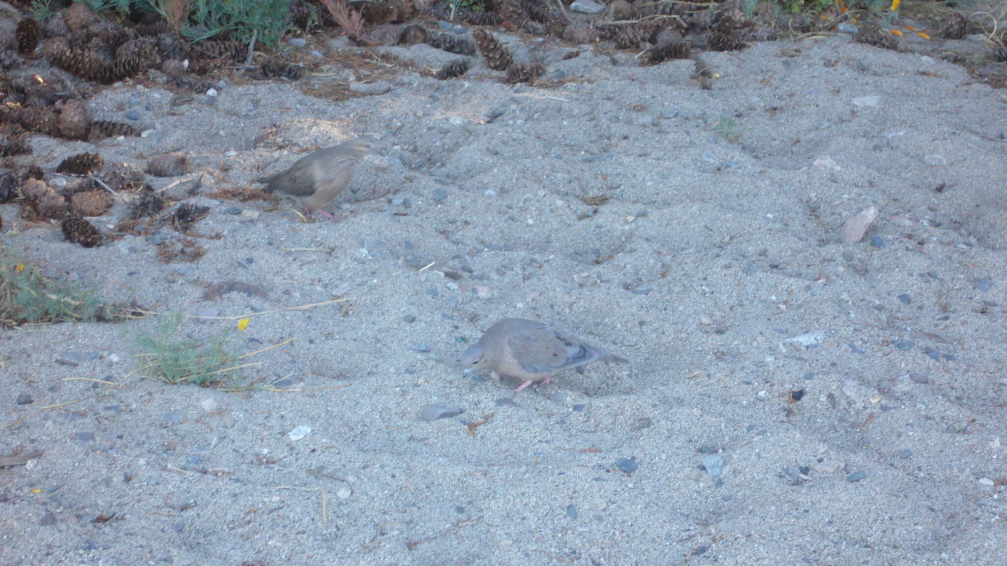 Image of Eared Dove