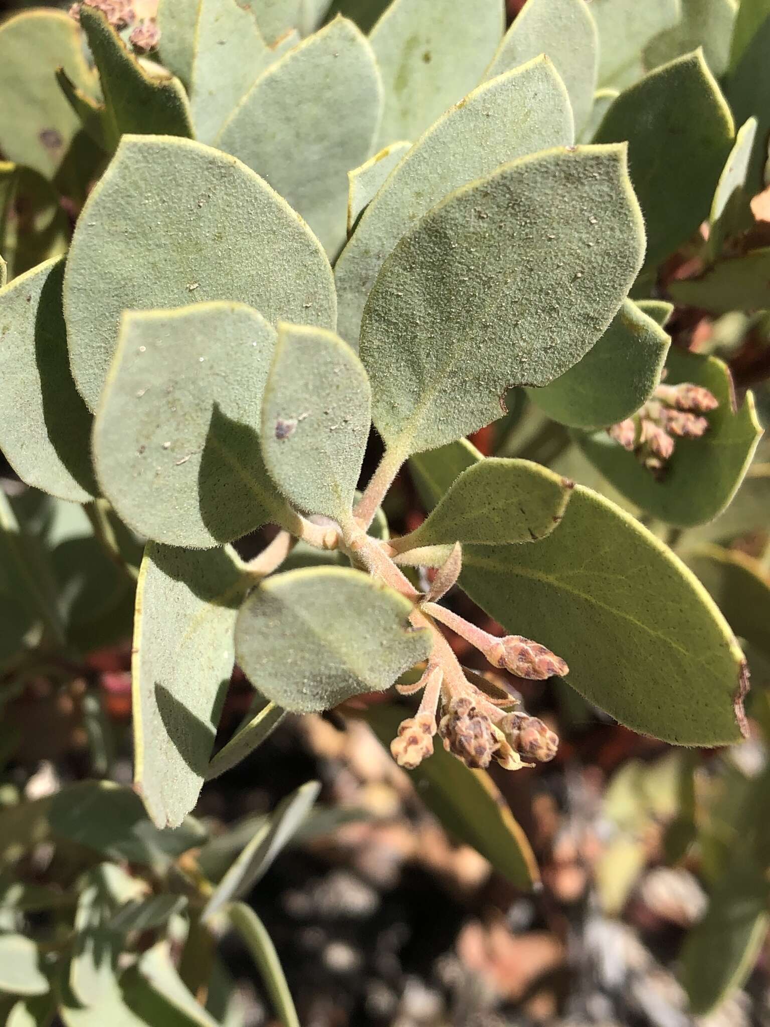 Imagem de Arctostaphylos glandulosa subsp. gabrielensis (P. V. Wells) J. E. Keeley, M. C. Vasey & V. T. Parker