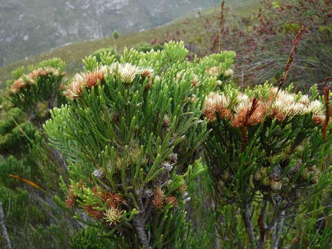 Image of Brunia paleacea Berg.