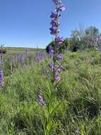 Image of Upright Blue Beardtongue