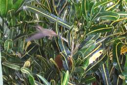 Image of Pale-bellied Hermit