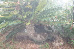 Image of Modjadji Cycad