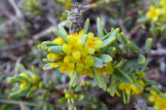 Image of Thymelaea tinctoria (Pourr.) Endl.