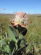 Image of Protea heckmanniana Engl.