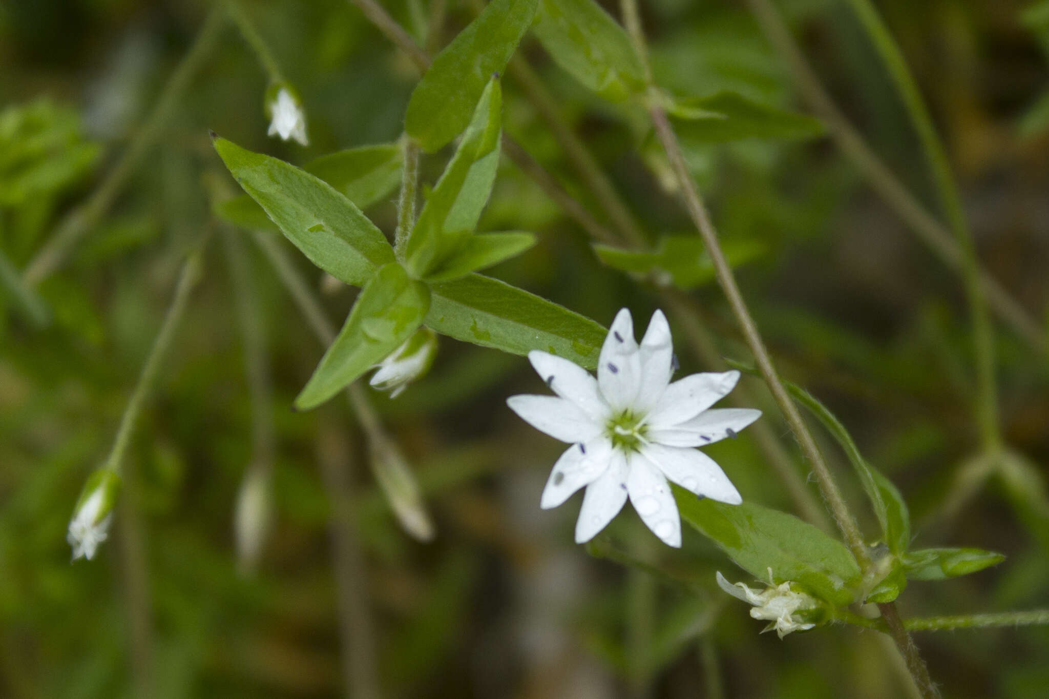 Plancia ëd Cerastium cerastoides (L.) Britton