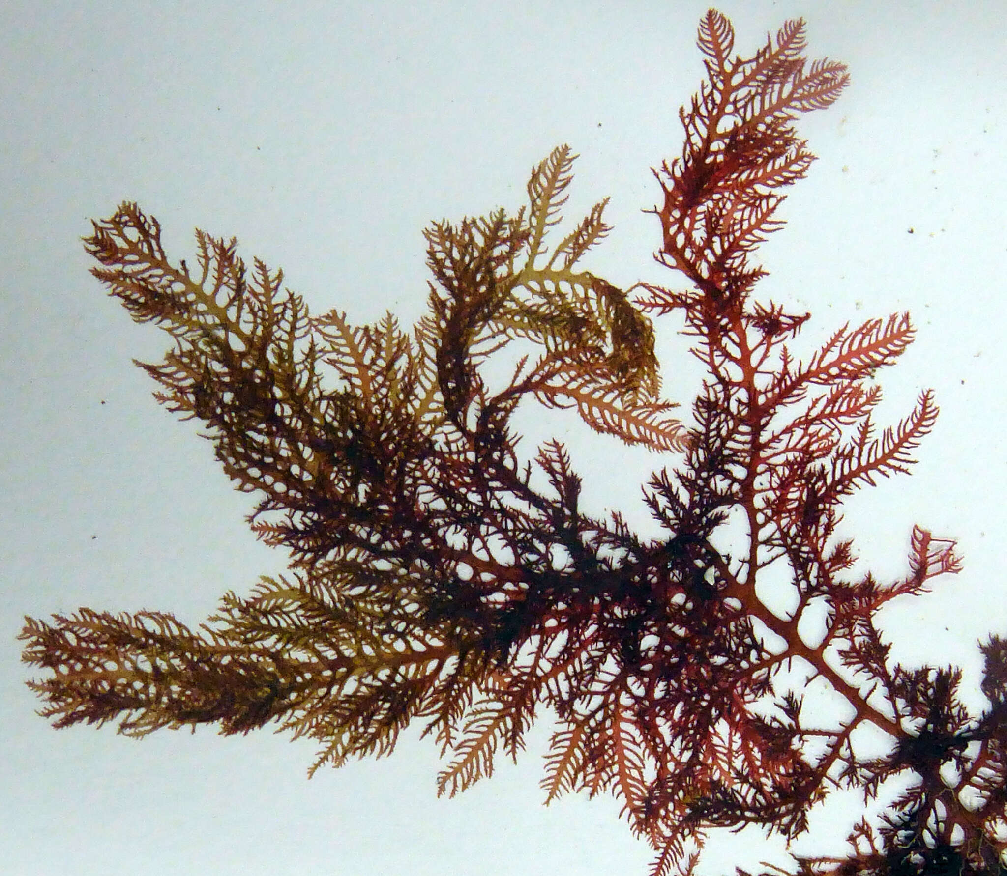 Слика од Plocamium angustum